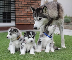 Siberian Husky Welpen 