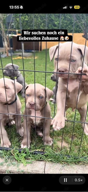 American XL Bully Welpen
