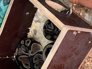 Königspython inkl Terrarium und Zubehör