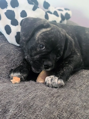 Französische Bulldoggen Welpen mit Nase