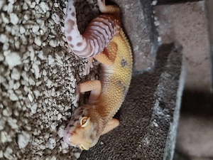 Zwei Leopard Geckos 