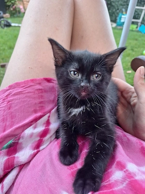 wunderschöne Kitten abzugeben