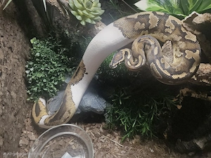 Königspython  0.1 Piebald het Lavender