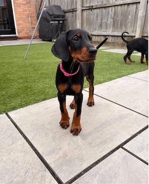 Doberman Welpen!!
