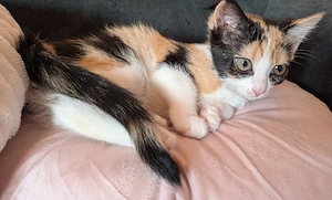 Katzenbabys