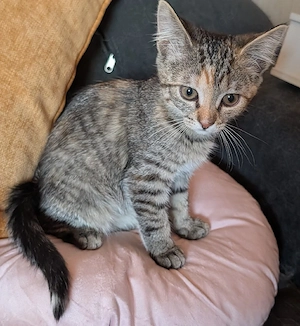 Katzenbabys