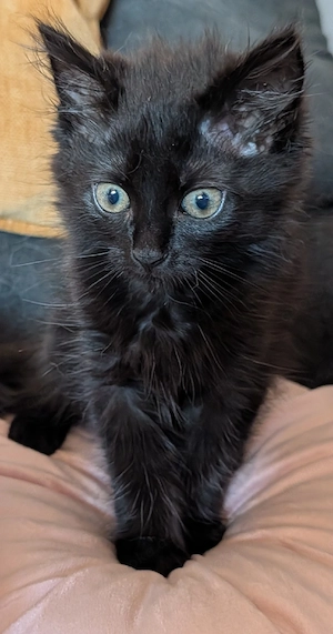 Katzenbabys