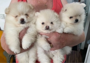 Sweet Pomeranian Zwergspitz Welpen!!