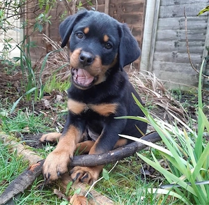 Charming Rottweiler Welpen!