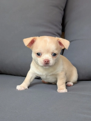 Wunderschöne Chihuahua Welpen in KH und LH 