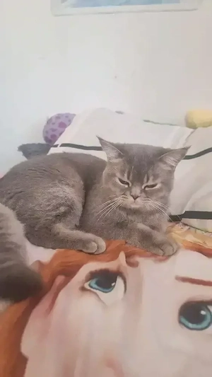 britisch kurzhaar kater 
