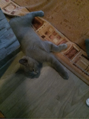 2  Süsse Katerchen