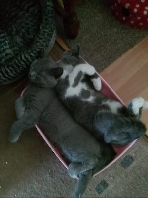 2  Baby Kater