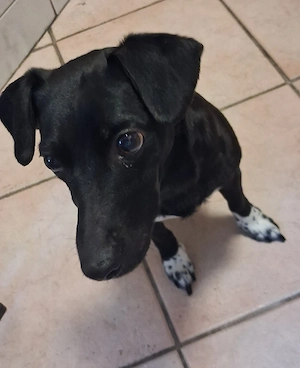 Ronja sucht einntolles neues Heim (JackRussel Patterdale Mix)