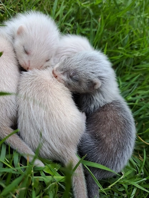 Frettchen Welpen 