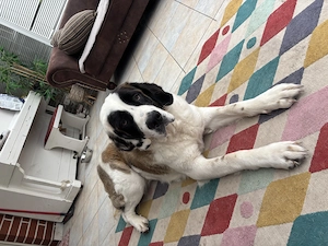 Bernhardiner Wilma sucht perfekten Hof. 