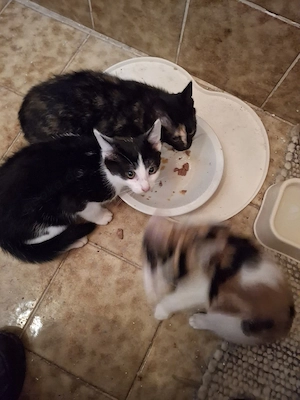 3 Kätzchen suchen ein gutes neues Zuhause 