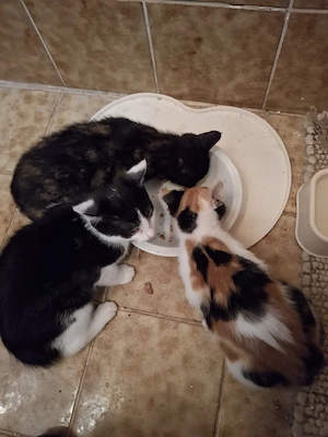 3 Kätzchen suchen ein gutes neues Zuhause 