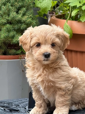 Maltipoo Welpen