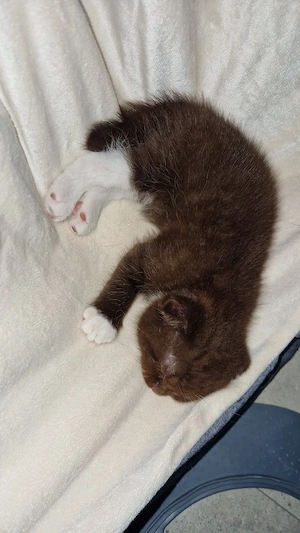 kleiner zimtfarbener kater