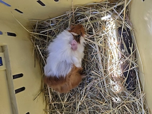 junge meerschweinchen 