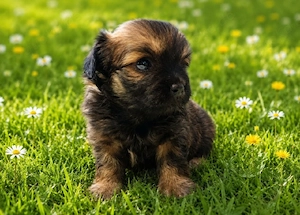 Chihuahua Pekinese Mixe 