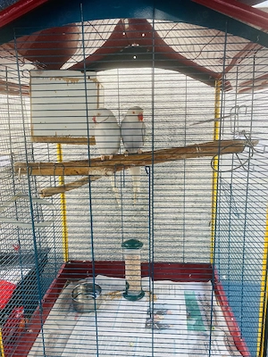 Vögel Halsbandsittiche Paar mit Käfig