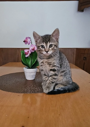 verschmuster Kater sucht ein  Für immer Zuhause  