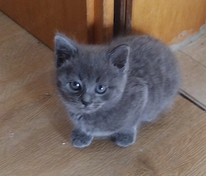 Süße BKH-Kitten abzugeben