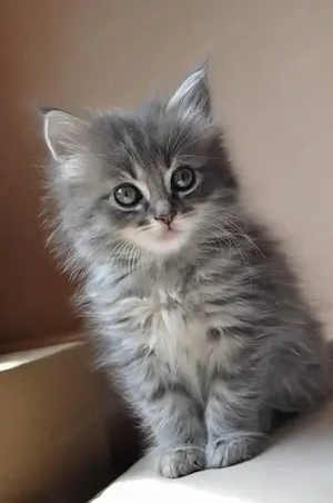 Süße BKH-Kitten abzugeben