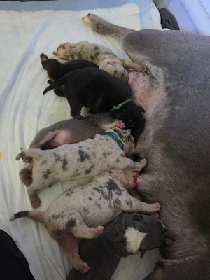 Alternativ Bulldoggen Welpen 