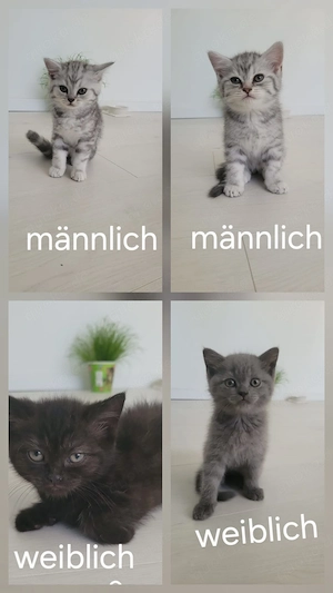 BKH kitten zu verkaufen 4stück 2weiblich 2 mänlich