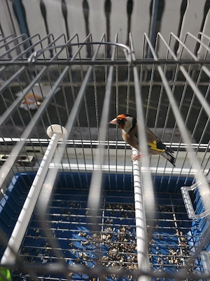 Stieglitz Vögel 