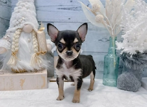 Entzückende Teacup-Chihuahua-Welpen   bereit für ein liebevolles Zuhause! 