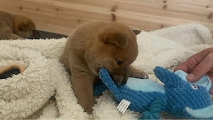 Shiba Inu Welpen zum Verkauf