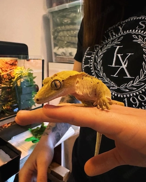 Kronen gecko mit zubehör 