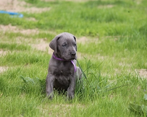 wunderschönen Deutsche-Dogge-Welpen