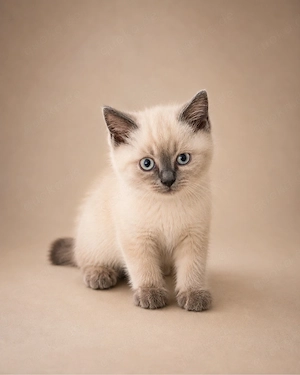 Britisch Kurzhaar Kitten (BKH)