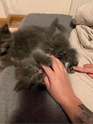1 Edelmix Mädchen Blh Maine Coon auszugsbereit