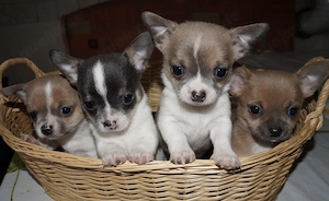 Chihuahua Welpen 