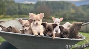LH und KH Chihuahua Welpen mit Papieren 