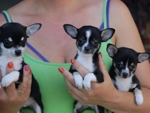 Chihuahua Welpen 
