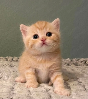 Britisch Kurzhaar Kitten