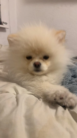 Pomeranian, Zwergspitz zu verkaufen