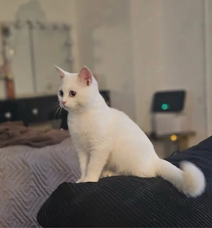 Weißer BKH-Kater mit blauen Augen sucht sein neues Zuhause 
