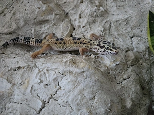 Leopardgecko mit Terrarium