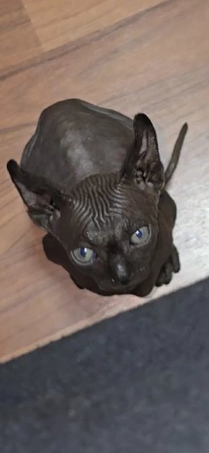 sphynx katzen 