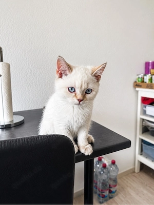    Liebe BKH-Katze sucht ein liebevolles Zuhause   