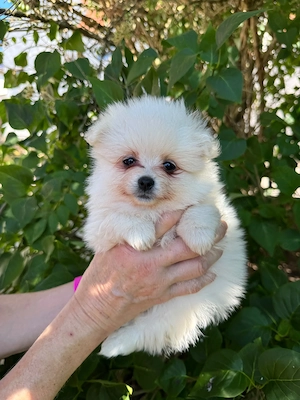 Hübsche Pomeranian Zwergspitz Welpen