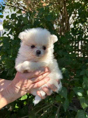 Hübsche Pomeranian Zwergspitz Welpen
